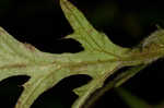 Swamp thistle